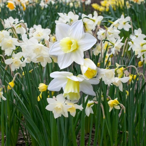 Narcissus 'Pueblo' - Nartsiss 'Pueblo' 